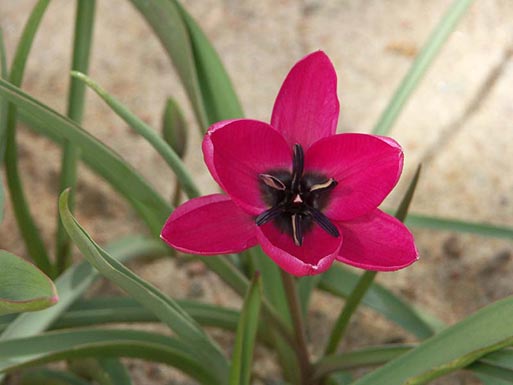 Name:  violtulpan_tulipa_humilis.jpg
Views: 1674
Size:  26.0 KB