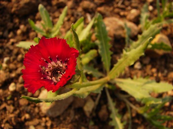 Name:  800px-Centaurea_tchihatcheffii_yanardoner_sevgi_05668.jpg
Views: 3517
Size:  38.5 KB