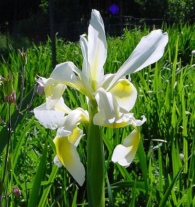 Name:  iris orientaliss.jpg
Views: 1313
Size:  45.1 KB