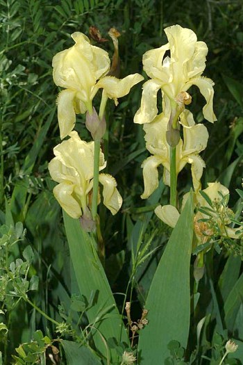 Name:  Iris_schachtii_72.jpg
Views: 1652
Size:  55.3 KB