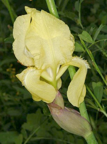 Name:  Iris_schachtii_73.jpg
Views: 1268
Size:  36.4 KB