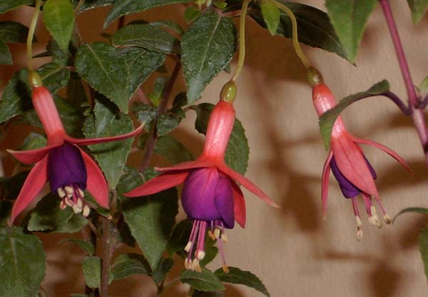 Name:  kupeli-1.jpg
Views: 21832
Size:  65.0 KB