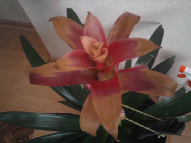 Name:  Guzmania.jpg
Views: 23819
Size:  29.1 KB