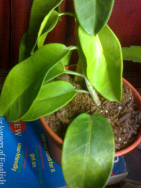 Name:  ABCD0005.jpg
Views: 2536
Size:  36.2 KB
