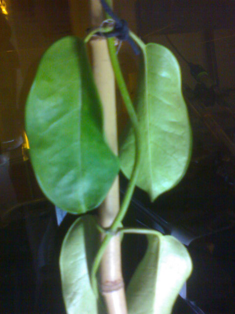 Name:  ABCD0006.JPG
Views: 2199
Size:  54.8 KB
