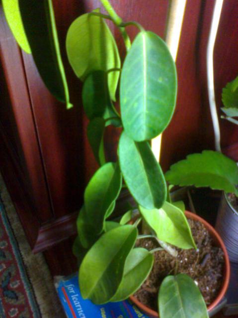 Name:  ABCD0007.jpg
Views: 2157
Size:  38.6 KB