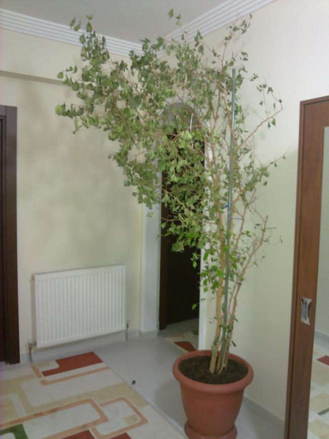 Name:  21032012404.jpg
Views: 5200
Size:  56.0 KB