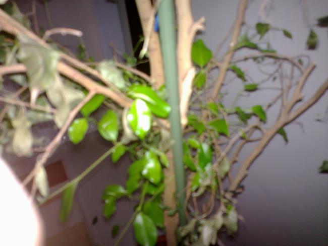 Name:  21032012409.jpg
Views: 5134
Size:  32.8 KB