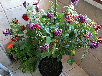Name:  IMG_0515.JPG
Views: 19256
Size:  68.1 KB