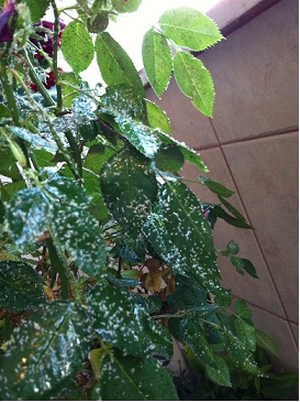 Name:  IMG_0517.JPG
Views: 19318
Size:  65.0 KB