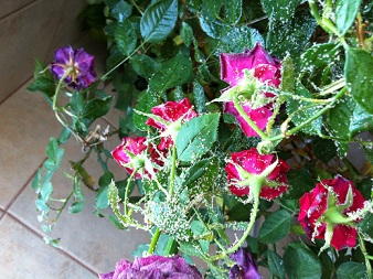 Name:  IMG_0518.JPG
Views: 18940
Size:  68.8 KB