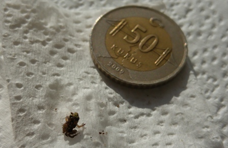 Name:  minikkurbaga2.jpg
Views: 3733
Size:  68.9 KB