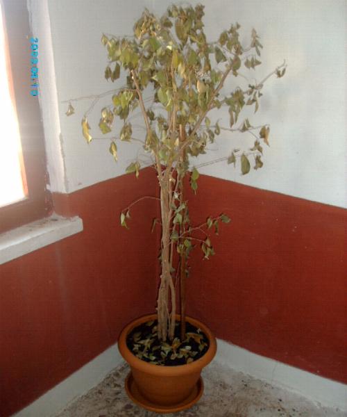 Name:  Ficus_02.jpg
Views: 1655
Size:  33.1 KB