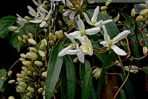 Name:  wm_normal_11575-015_711529.jpg
Views: 335
Size:  69.3 KB