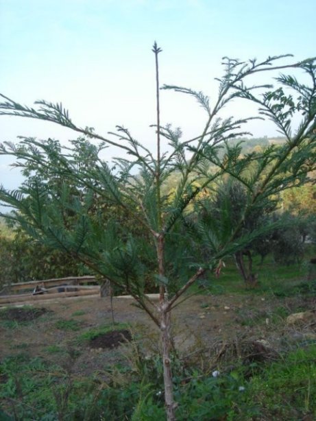 Name:  sempervirens.jpg
Views: 2443
Size:  60.4 KB