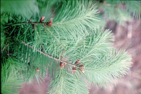 Name:  DouglasFir[1].jpg
Views: 9984
Size:  63.6 KB