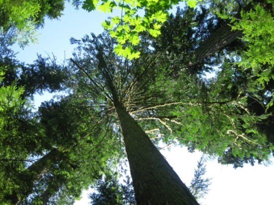 Name:  DouglasFir1.jpg
Views: 7846
Size:  65.0 KB
