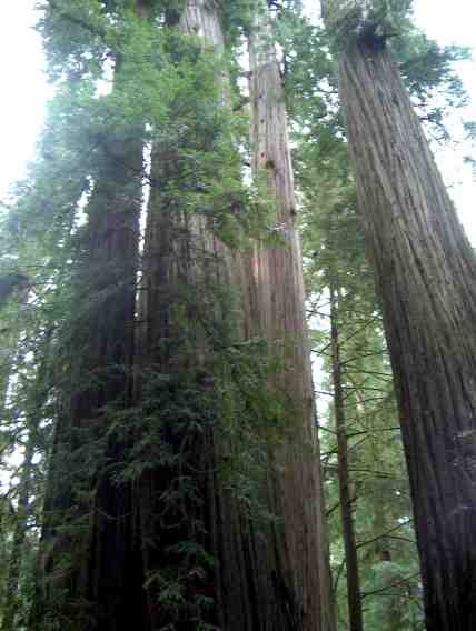 Name:  Sequoia_sempervirens.jpg
Views: 961
Size:  51.6 KB