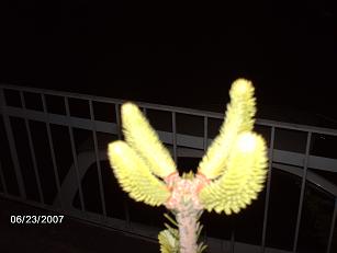 Name:  foto 017.jpg
Views: 4564
Size:  21.4 KB