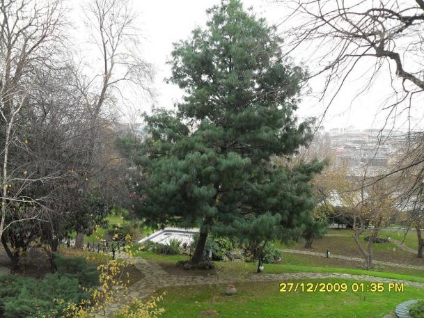 Name:  SDC11343.jpg
Views: 1164
Size:  70.9 KB