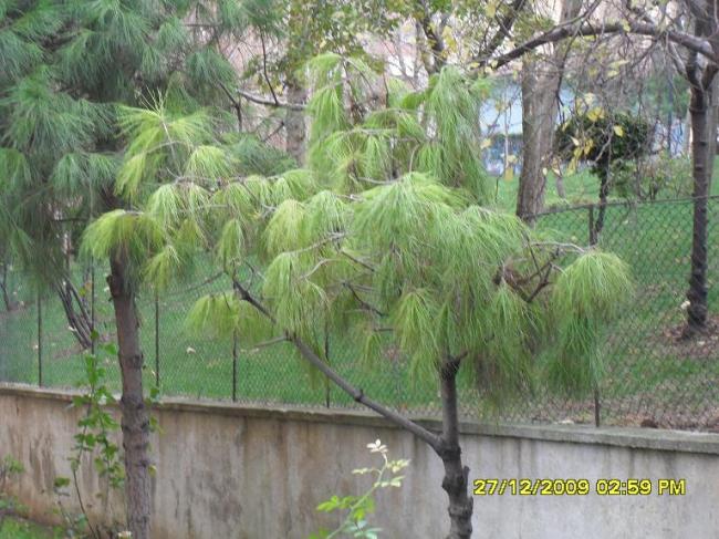 Name:  SDC11361.jpg
Views: 1157
Size:  66.3 KB