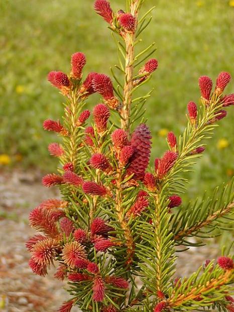 Name:  Picea abies 'Cruenta'.jpg
Views: 8861
Size:  65.3 KB