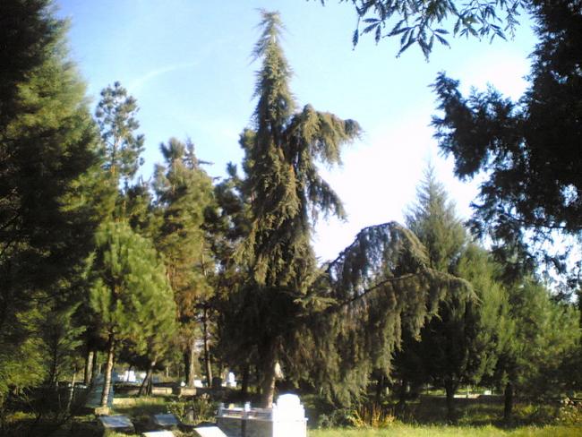 Name:  27112009.jpg
Views: 3560
Size:  63.9 KB