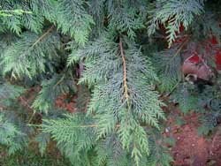 Name:  06_haziran 016.JPG
Views: 6887
Size:  57.4 KB