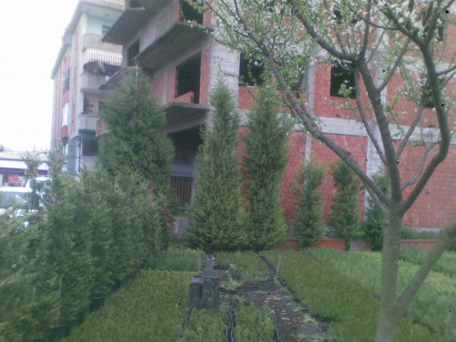 Name:  leylandi.jpg
Views: 13250
Size:  49.5 KB