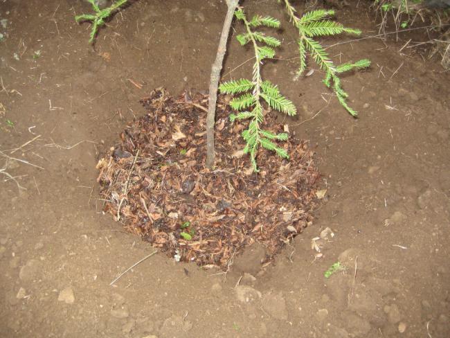 Name:  Samsunlu55 Sequoia Sempervirens 1.jpg
Views: 5398
Size:  64.0 KB