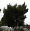 Name:  Pinus_halepensis_3-27-00_small.jpg
Views: 7146
Size:  2.1 KB