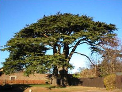 Name:  cedaroflebanon.jpg
Views: 7912
Size:  40.3 KB