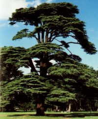 Name:  cedrus%20libani.jpg
Views: 8599
Size:  17.5 KB