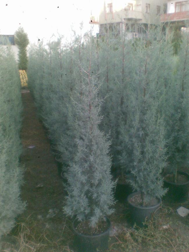 Name:  Arizona servi 1.jpg
Views: 6191
Size:  68.8 KB