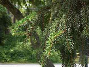 Name:  avrupa ladini2.jpg
Views: 6728
Size:  12.9 KB