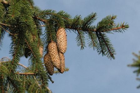Name:  Picea.abies3.jpg
Views: 6811
Size:  40.2 KB