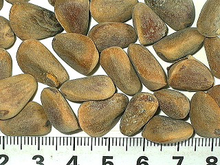 Name:  s-Pinuskoraiensis40629012_1.jpg
Views: 7234
Size:  45.1 KB