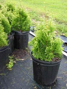 Name:  IMG_0063.jpg
Views: 3851
Size:  26.6 KB