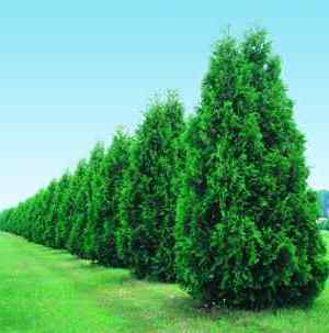 Name:  ThujaGiant34.jpg
Views: 9353
Size:  9.8 KB