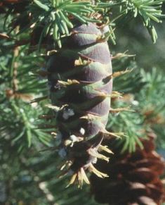 Name:  Pseudotsuga menziesii imm cone detail.jpg
Views: 8632
Size:  24.1 KB