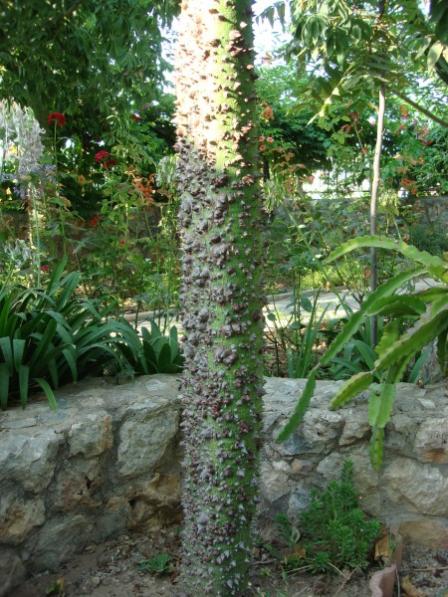 Name:  silk floss tree.jpg
Views: 32440
Size:  65.4 KB