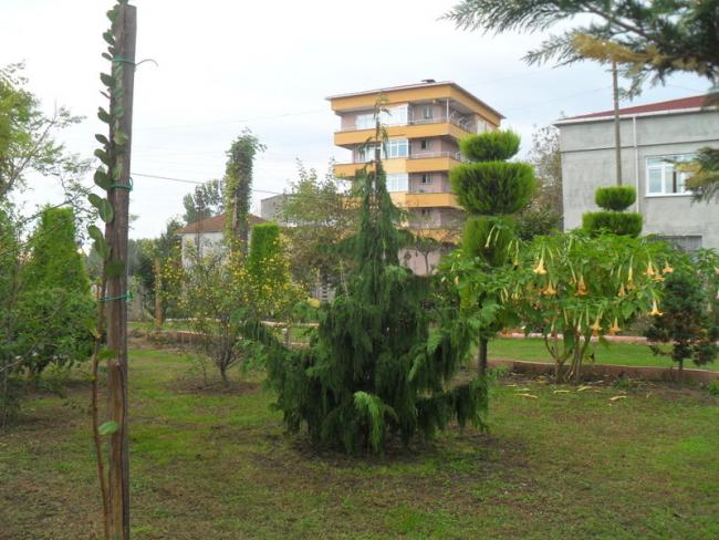 Name:  260.jpg
Views: 2876
Size:  58.7 KB