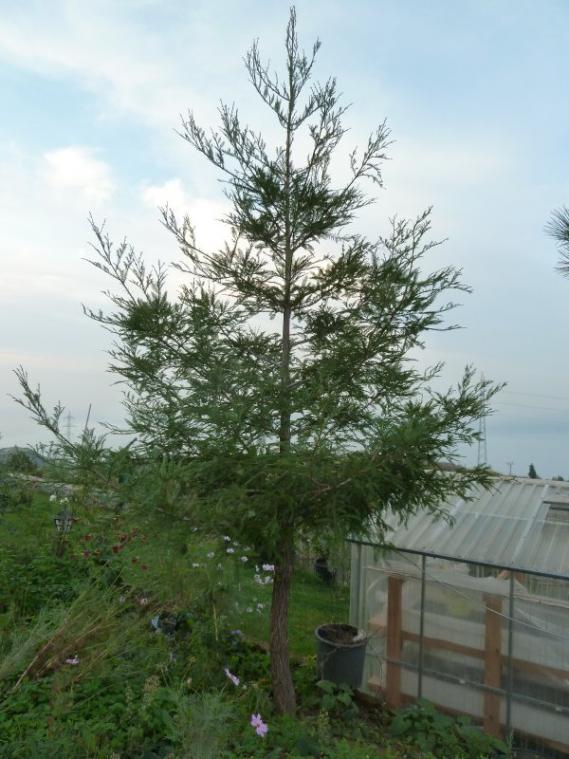 Name:  sekoya.jpg
Views: 7301
Size:  67.5 KB