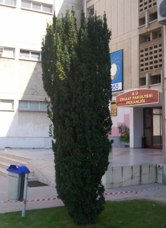 Name:  Taxus_baccata_fastigiata.JPG
Views: 18659
Size:  44.6 KB