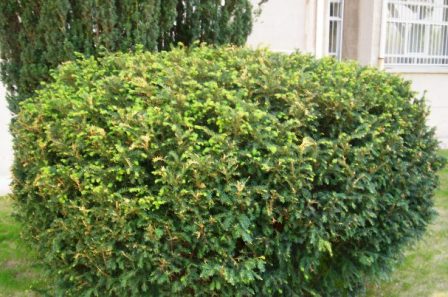 Name:  Taxus_baccata_horizontalis.JPG
Views: 20053
Size:  49.8 KB