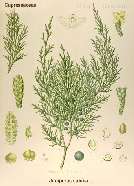 Name:  Juniperus  sabina.JPG
Views: 10906
Size:  53.9 KB