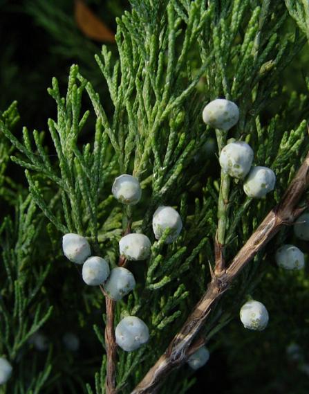 Name:  juniperus sabina-ard.JPG
Views: 19470
Size:  48.9 KB