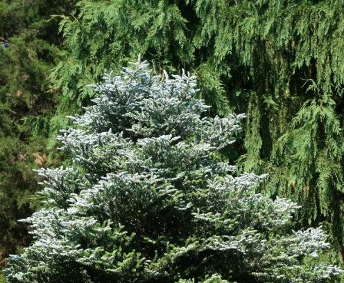 Name:  Greenwood_2009-05_Korean fir.jpg
Views: 1555
Size:  73.1 KB