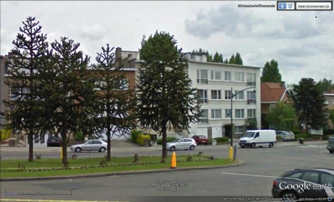 Name:  Araucaria Alan.jpg
Views: 957
Size:  45.1 KB