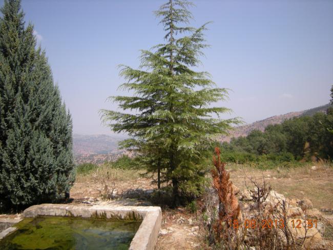 Name:  DSCN7217.jpg
Views: 1552
Size:  60.3 KB